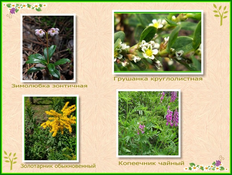 Mely növények segítenek a prosztatagyulladás kezelésében. NĹgyĂłgyĂĄszat - urolĂłgia